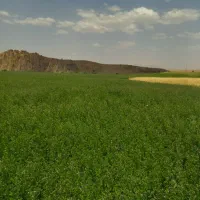 یونجه خرمنکوب شده|حیوانات مزرعه|دیواندره, |دیوار