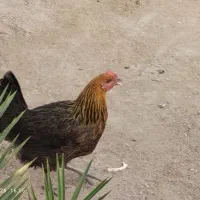 مرغ و خروس