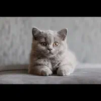 گربه نژاد دار اسکاتیش و بریتیش