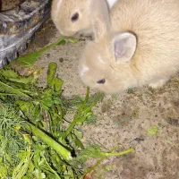 خرگوش های لپ و جرسی