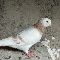 کفتر فروشی