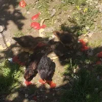 پنج تا جوجه سالم بفروش می‌رسد دونه ای دویست مقطوع