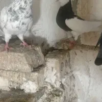 دوجفت کبوتر