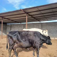 گاو و گوساله