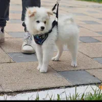 سگ نژاد پامرانین