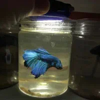 فروش ماهی فایتر هافمون نروماده