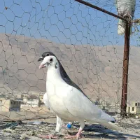 کفتر گم شده|پرنده|شیراز, محمودآباد|دیوار