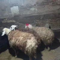 گوسفند فروشی