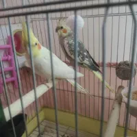 جفت عروس هلندی لوتینو معاوضه با دوچرخه|پرنده|پاکدشت, پاکدشت (مامازند)|دیوار