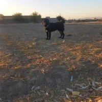 سگ قدرجونی|سگ|پیر بکران, |دیوار