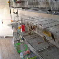 فروش قناری رسمی بلند ورسمی|پرنده|ابهر, |دیوار