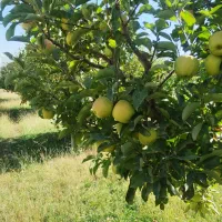 سلام جویای نیروی کار