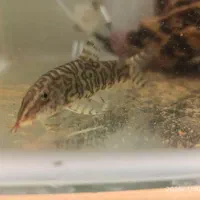 ماهی گیاه خوار