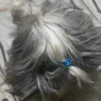 سگ شنا سنامه هم داره