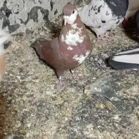 کبوتر|حیوانات|رفسنجان, |دیوار