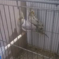 عروس هلندی|پرنده|زارچ, |دیوار