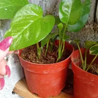 گل و گیاه|گل و گیاه طبیعی|رودسر, |دیوار