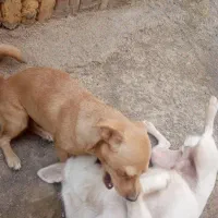 سگ پاکوتاه خوشگل و بازیگوش|سگ|بلوک, |دیوار