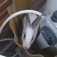 خرگوش|موش و خرگوش|بندر ماهشهر, |دیوار