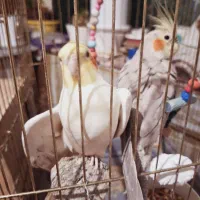 عروس هلندی|پرنده|شاهین‌شهر, اقبال لاهوری|دیوار