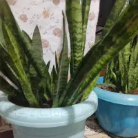 گل سانسوریا