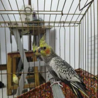 عروس هلندی|پرنده|قم, باغ کرباسی|دیوار