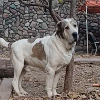 سگ نگهبان روسی درشت سنگین وزن 1 ساله قد 90