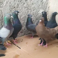 12 کبوتر سیاه و سبز و زرد