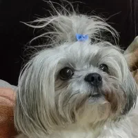 سگ شیتزو|سگ|کرج, حسن آباد|دیوار