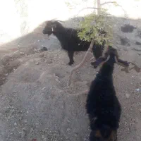 سلام  یک بزویک شیرمو جوان