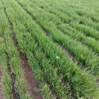 نشا پیاز مینروا سفید|گل و گیاه طبیعی|شیراز, دودمان|دیوار