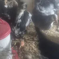 خلنگ خروس گلین|حیوانات مزرعه|ششده و قره بلاغ, |دیوار