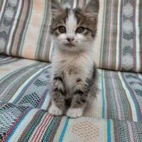 واگذاری حیوان دستی|گربه|قزوین, |دیوار