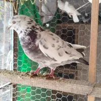 کبوتر پرشی|پرنده|بندر ترکمن, |دیوار