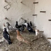 جوجه کله رنگه