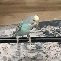 جوجه مرغ عشق