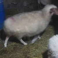 فروش گوسفند