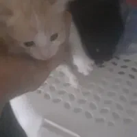 واگذاری بچه گربه