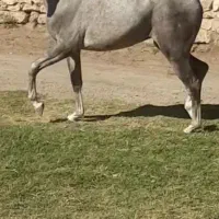 فروش کره اسب یک سر عرب