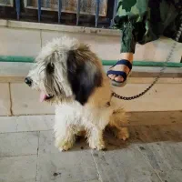 سگ پشمالو|سگ|ایرانشهر, |دیوار