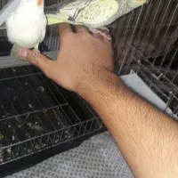 ۲تا عروس هلندی ۴ماهه|پرنده|قم, باغ کرباسی|دیوار