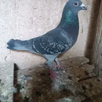 کبوتر پلاکی|پرنده|چگنی, |دیوار