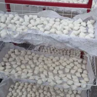 کشک امسالی تازه گوسفندی