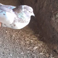 کبوتر  نر گرگی