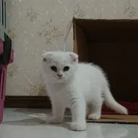 اسکاتیش سفید نر