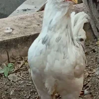 خروس گلین لری چهل تاج
