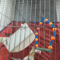 عروس هلندی گل باقالی|پرنده|همدان, |دیوار