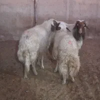 3 راس قوچ و شک ورن|حیوانات مزرعه|دره شهر, |دیوار