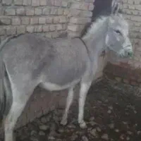 خر ماده گله ای هست بسیار خر زرنگ حوب