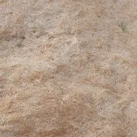 کاه گندم